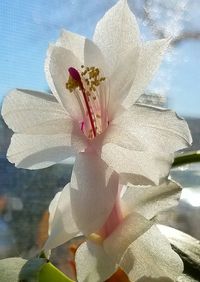 Close-up of flower against sky