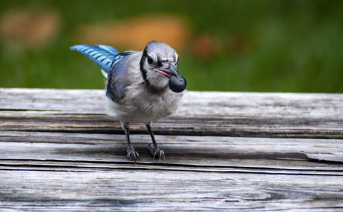 Close-up of bird perching on wooden plank