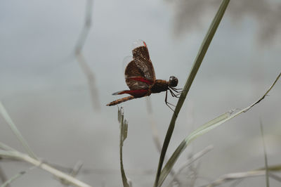 Close-up of butterfly on plant