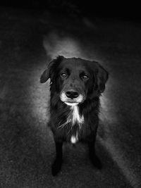 High angle portrait of dog standing outdoors