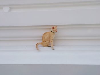 Cat sitting on staircase
