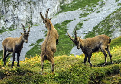 Young male wild alpine ibex, capra ibex, or steinbock fighting in alps mountain, france