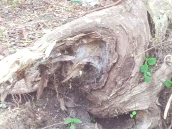 Close-up of tree trunk