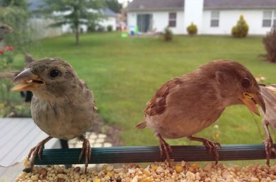 Close-up of bird perching on feeder