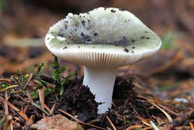 Close-up of mushroom growing on field