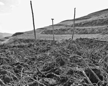 Close-up of field against sky