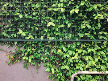 Full frame shot of ivy growing on plant