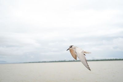 Seagull flying over a land