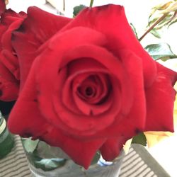 Close-up of rose bouquet