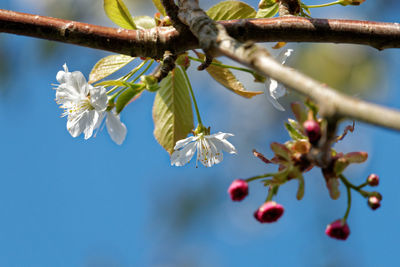 Close-up of flower tree against sky