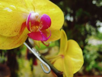 Close-up of yellow flower