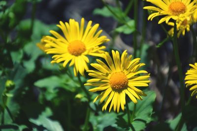 Close-up of yellow flower