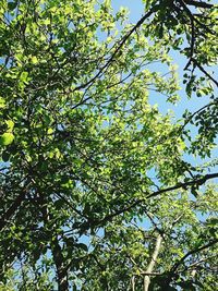 Low angle view of trees