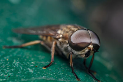 A macro-photo of a horsefly resting in the shade at the local nature reserve
