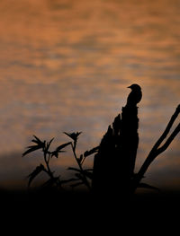 Silhouette plants against sky during sunset