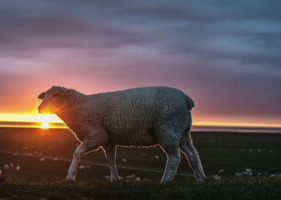 Sheep standing on field against sky during sunset