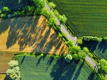 High angle view of agricultural field