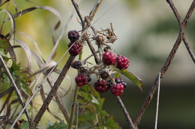 Close-up of red berries growing on tree