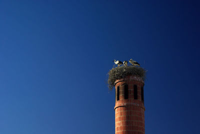 A group of three young storks in a nest on a red brick chimney with clear blue sky in the background