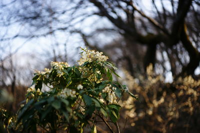 Low angle view of flowering plant against trees