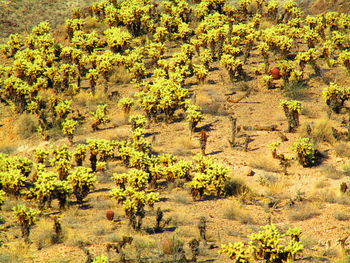 High angle view of trees on field