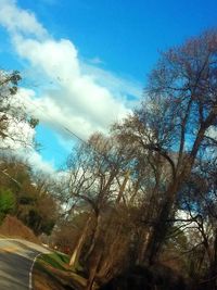 Bare trees against sky