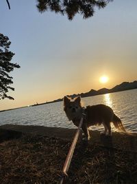 View of dog on beach against sky during sunset