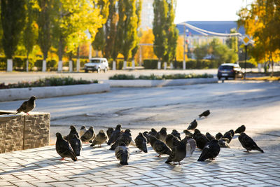 Flock of birds on the road