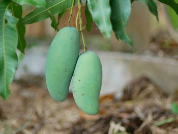 Close-up of fruits hanging on plant