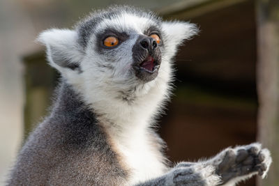 Close-up portrait of lemur