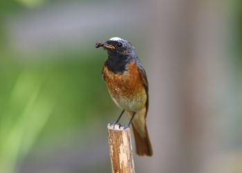 Close-up of bird perching on wooden post