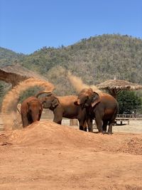 Elephants on field