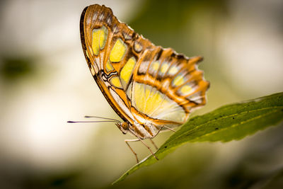 Close-up of butterfly on leaf