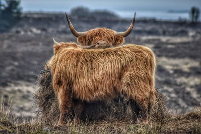 Has he gone yet . highland cattle