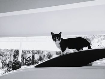 Portrait of cat sitting on car against sky