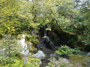 Scenic view of waterfall in forest