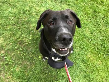 Close-up portrait of black dog