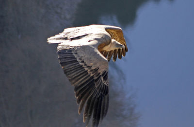 Close-up of eagle