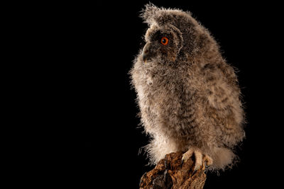 Close-up portrait of owl