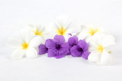 Close-up of flowers over white background