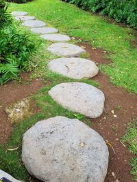 High angle view of plant growing on rock