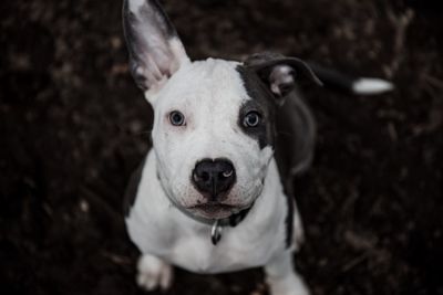 High angle portrait of dog sitting on land