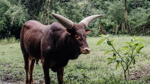 Donkey standing on field