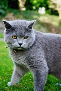 Close-up of cat