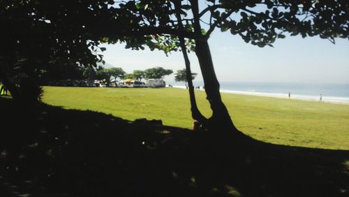 Trees growing in park