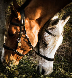 Close-up of tree trunk