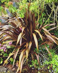 Plants growing on tree trunk