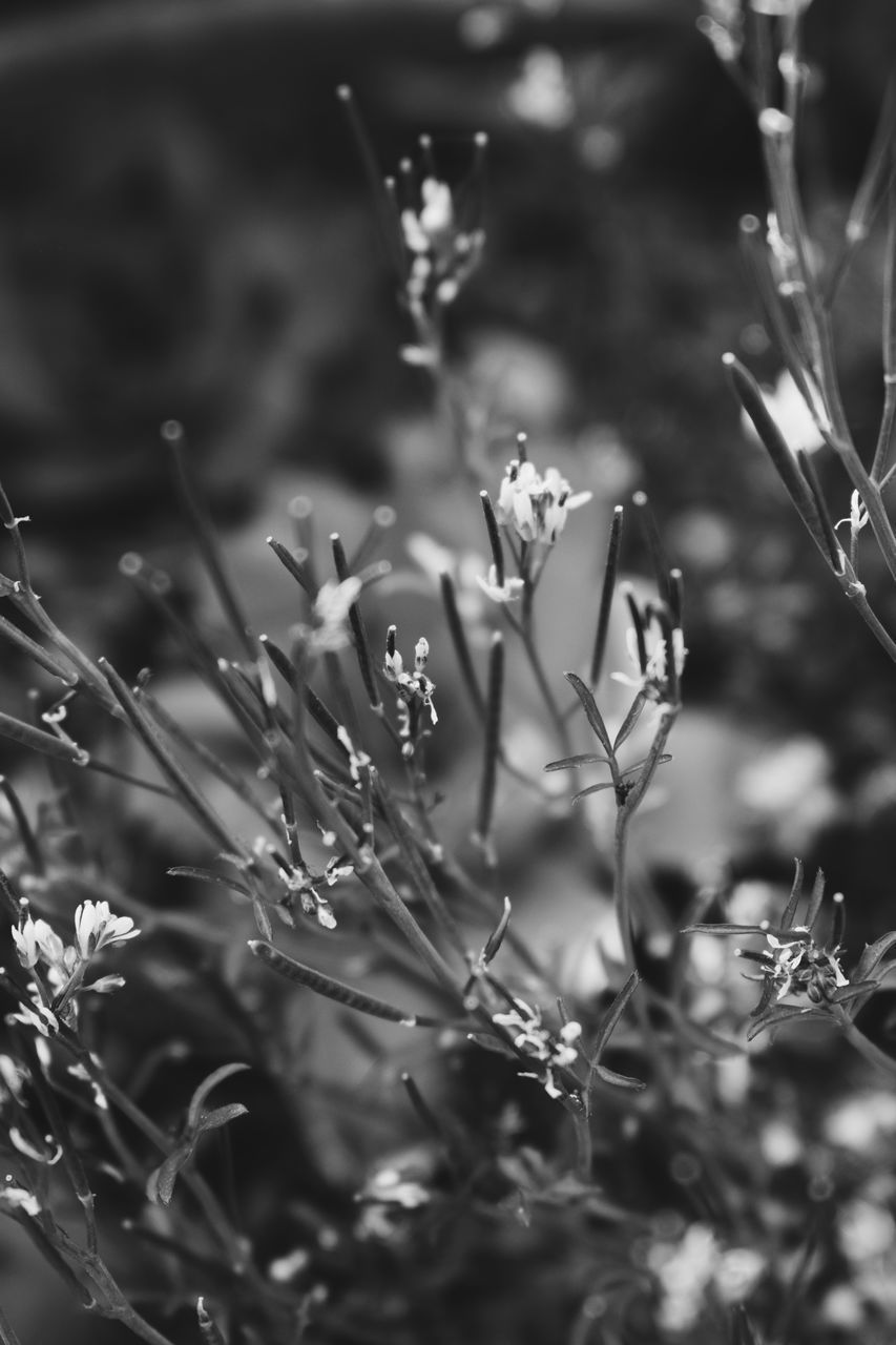 CLOSE-UP OF FLOWERING PLANT