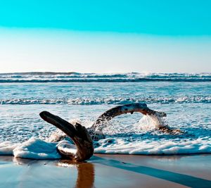 View of turtle swimming in sea against sky