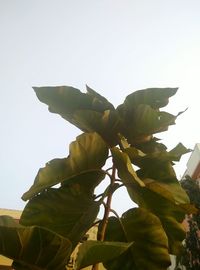 Low angle view of tree against clear sky